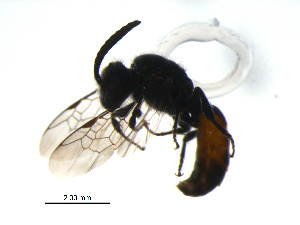  (Sphecodes sp. aff. bc1 - 10PROBE-29007)  @14 [ ] CreativeCommons - Attribution (2011) CBG Photography Group Centre for Biodiversity Genomics