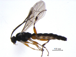  ( - 10PROBE-29032)  @13 [ ] CreativeCommons - Attribution (2011) CBG Photography Group Centre for Biodiversity Genomics