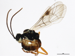  ( - 10PROBE-22034)  @12 [ ] CreativeCommons - Attribution (2010) CBG Photography Group Centre for Biodiversity Genomics