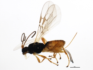  ( - 10PROBE-28596)  @13 [ ] CreativeCommons - Attribution (2011) CBG Photography Group Centre for Biodiversity Genomics