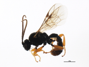  ( - 10PROBE-29197)  @14 [ ] CreativeCommons - Attribution (2011) CBG Photography Group Centre for Biodiversity Genomics
