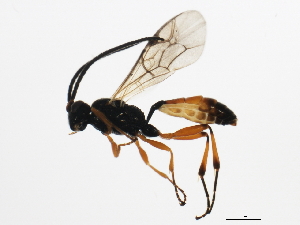  ( - 10PROBE-29382)  @13 [ ] CreativeCommons - Attribution (2011) CBG Photography Group Centre for Biodiversity Genomics