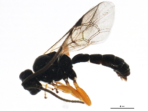  ( - BIOUG00763-D06)  @13 [ ] CreativeCommons - Attribution (2011) CBG Photography Group Centre for Biodiversity Genomics