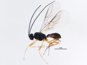  ( - BIOUG00770-B02)  @12 [ ] CreativeCommons - Attribution (2011) CBG Photography Group Centre for Biodiversity Genomics