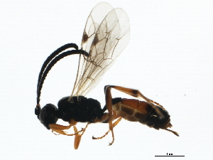  ( - BIOUG00777-A08)  @13 [ ] CreativeCommons - Attribution (2011) CBG Photography Group Centre for Biodiversity Genomics