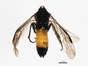  ( - BIOUG00998-B08)  @13 [ ] CreativeCommons - Attribution (2011) CBG Photography Group Centre for Biodiversity Genomics