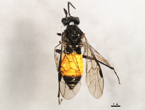  ( - BIOUG00998-D01)  @13 [ ] CreativeCommons - Attribution (2011) CBG Photography Group Centre for Biodiversity Genomics