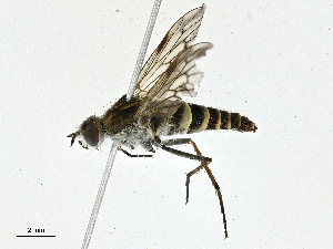  ( - BIOUG99487-G01)  @11 [ ] CreativeCommons - Attribution (2023) CBG Photography Group Centre for Biodiversity Genomics