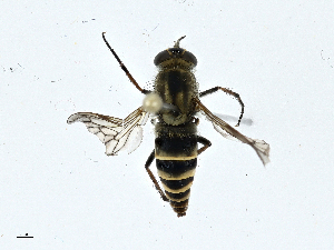  ( - BIOUG99488-F10)  @11 [ ] CreativeCommons - Attribution (2023) CBG Photography Group Centre for Biodiversity Genomics
