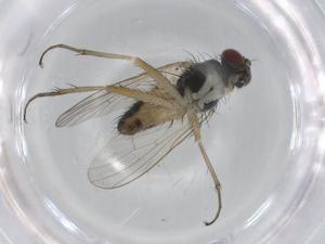  ( - BIOUG99901-F11)  @11 [ ] CreativeCommons - Attribution (2023) Centre for Biodiversity Genomics Centre for Biodiversity Genomics