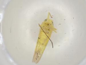  ( - BIOUG99909-B02)  @11 [ ] CreativeCommons - Attribution (2023) Centre for Biodiversity Genomics Centre for Biodiversity Genomics