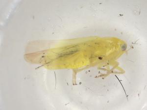  ( - BIOUG99909-C02)  @11 [ ] CreativeCommons - Attribution (2023) Centre for Biodiversity Genomics Centre for Biodiversity Genomics