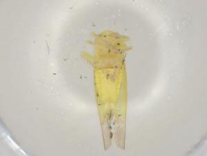  ( - BIOUG99909-E06)  @11 [ ] CreativeCommons - Attribution (2023) Centre for Biodiversity Genomics Centre for Biodiversity Genomics