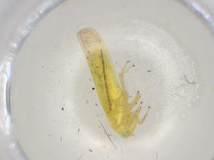  ( - BIOUG99909-E08)  @11 [ ] CreativeCommons - Attribution (2023) Centre for Biodiversity Genomics Centre for Biodiversity Genomics