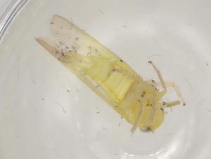  ( - BIOUG99909-H01)  @11 [ ] CreativeCommons - Attribution (2023) Centre for Biodiversity Genomics Centre for Biodiversity Genomics