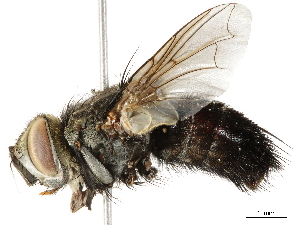  ( - BIOUG29910-C08)  @11 [ ] CreativeCommons - Attribution (2019) CBG Photography Group Centre for Biodiversity Genomics