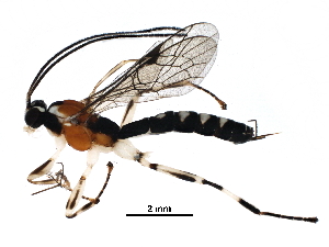  (Zatypota malaise0485 - BIOUG29890-D06)  @14 [ ] CreativeCommons - Attribution (2016) CBG Photography Group Centre for Biodiversity Genomics