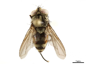  ( - BIOUG30010-A03)  @12 [ ] CreativeCommons - Attribution (2019) CBG Photography Group Centre for Biodiversity Genomics