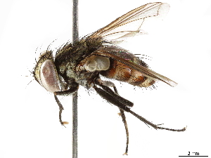  ( - BIOUG30010-A03)  @13 [ ] CreativeCommons - Attribution (2019) CBG Photography Group Centre for Biodiversity Genomics