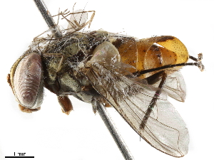  ( - BIOUG30010-A10)  @13 [ ] CreativeCommons - Attribution (2019) CBG Photography Group Centre for Biodiversity Genomics