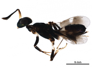  ( - BIOUG30041-C01)  @12 [ ] CreativeCommons - Attribution (2017) CBG Photography Group Centre for Biodiversity Genomics