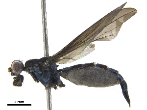  ( - BIOUG30035-B05)  @11 [ ] CreativeCommons - Attribution (2019) CBG Photography Group Centre for Biodiversity Genomics