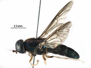  (Cyphomyia chrysodota - BIOUG29982-E05)  @14 [ ] CreativeCommons - Attribution (2016) CBG Photography Group Centre for Biodiversity Genomics