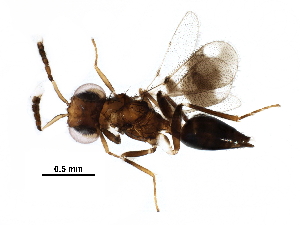  ( - BIOUG30021-A12)  @13 [ ] CreativeCommons - Attribution (2016) CBG Photography Group Centre for Biodiversity Genomics