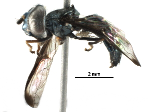  (Orphnabaccha - BIOUG29923-H03)  @15 [ ] CreativeCommons - Attribution (2016) CBG Photography Group Centre for Biodiversity Genomics