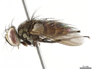 ( - BIOUG29982-H06)  @13 [ ] CreativeCommons - Attribution (2019) CBG Photography Group Centre for Biodiversity Genomics