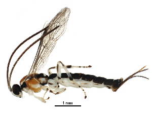  (Tromatobia blancoi - BIOUG29975-H05)  @14 [ ] CreativeCommons - Attribution (2016) CBG Photography Group Centre for Biodiversity Genomics