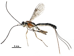  (Meniscomorpha Malaise9333 - BIOUG29975-H06)  @14 [ ] CreativeCommons - Attribution (2016) CBG Photography Group Centre for Biodiversity Genomics