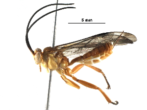  (Neotheronia Malaise9859 - BIOUG30010-F04)  @14 [ ] CreativeCommons - Attribution (2016) CBG Photography Group Centre for Biodiversity Genomics