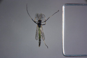  ( - NIESD0010)  @12 [ ] CreativeCommons - Attribution Non-Commercial Share-Alike (2015) Chironomid Group, NIES National Institute for Environmental Studies, Japan