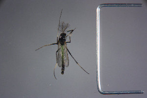  ( - NIESD0012)  @11 [ ] CreativeCommons - Attribution Non-Commercial Share-Alike (2015) Chironomid Group, NIES National Institute for Environmental Studies, Japan