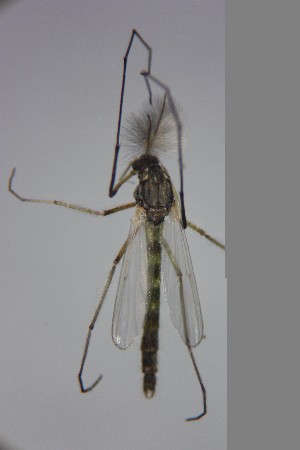  ( - NIESD0061)  @12 [ ] CreativeCommons - Attribution Non-Commercial Share-Alike (2015) Chironomid Group, NIES National Institute for Environmental Studies, Japan