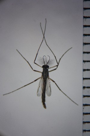  ( - NIESD0113)  @12 [ ] CreativeCommons - Attribution Non-Commercial Share-Alike (2015) Chironomid Group, NIES National Institute for Environmental Studies, Japan