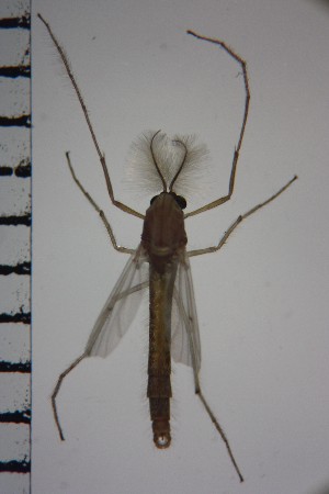  ( - NIESD0117)  @12 [ ] CreativeCommons - Attribution Non-Commercial Share-Alike (2015) Chironomid Group, NIES National Institute for Environmental Studies, Japan