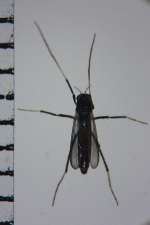  ( - NIESD0127)  @11 [ ] CreativeCommons - Attribution Non-Commercial Share-Alike (2015) Chironomid Group, NIES National Institute for Environmental Studies, Japan