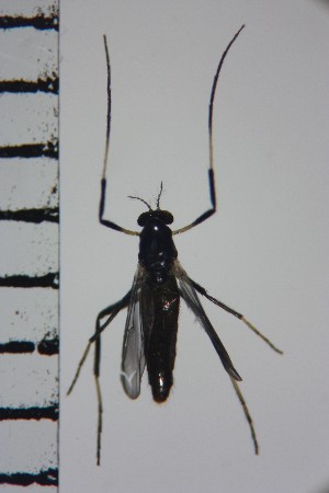  ( - NIESD0128)  @11 [ ] CreativeCommons - Attribution Non-Commercial Share-Alike (2015) Chironomid Group, NIES National Institute for Environmental Studies, Japan