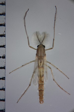  ( - NIESD0137)  @12 [ ] CreativeCommons - Attribution Non-Commercial Share-Alike (2015) Chironomid Group, NIES National Institute for Environmental Studies, Japan