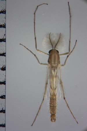  ( - NIESD0138)  @12 [ ] CreativeCommons - Attribution Non-Commercial Share-Alike (2015) Chironomid Group, NIES National Institute for Environmental Studies, Japan