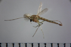  ( - NIESD0139)  @12 [ ] CreativeCommons - Attribution Non-Commercial Share-Alike (2015) Chironomid Group, NIES National Institute for Environmental Studies, Japan
