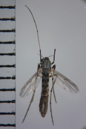  ( - NIESD0141)  @12 [ ] CreativeCommons - Attribution Non-Commercial Share-Alike (2015) Chironomid Group, NIES National Institute for Environmental Studies, Japan