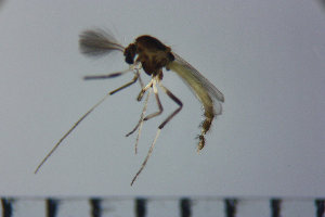  ( - NIESD0160)  @12 [ ] CreativeCommons - Attribution Non-Commercial Share-Alike (2015) Chironomid Group, NIES National Institute for Environmental Studies, Japan
