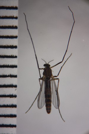 ( - NIESD0172)  @11 [ ] CreativeCommons - Attribution Non-Commercial Share-Alike (2015) Chironomid Group, NIES National Institute for Environmental Studies, Japan