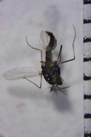  ( - NIESD0189)  @12 [ ] CreativeCommons - Attribution Non-Commercial Share-Alike (2015) Chironomid Group, NIES National Institute for Environmental Studies, Japan