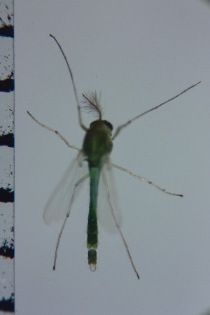  ( - NIESD0268)  @11 [ ] CreativeCommons - Attribution Non-Commercial Share-Alike (2015) Chironomid Group, NIES National Institute for Environmental Studies, Japan