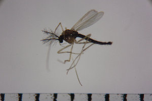 ( - NIESD0288)  @11 [ ] CreativeCommons - Attribution Non-Commercial Share-Alike (2015) Chironomid Group, NIES National Institute for Environmental Studies, Japan