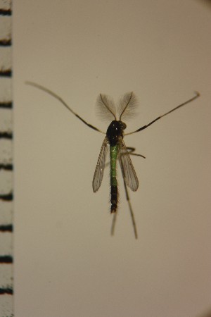  ( - NIESD0346)  @11 [ ] CreativeCommons - Attribution Non-Commercial Share-Alike (2015) Chironomid Group, NIES National Institute for Environmental Studies, Japan
